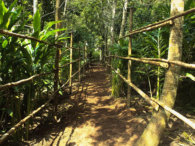 Walk way - In-house cardamom plantation at The Siena Village resort
