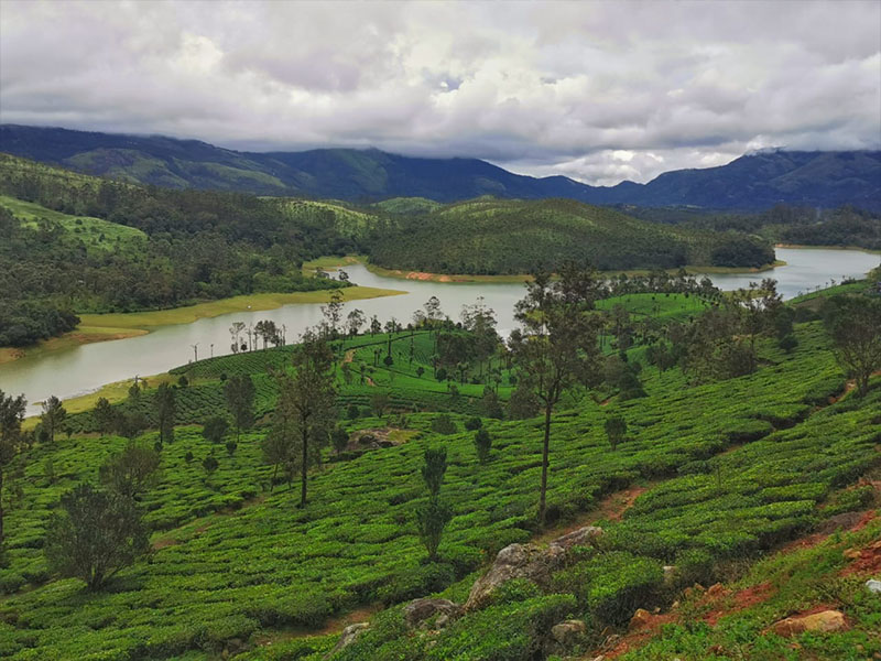 Outdoor view from the best resort in Munnar