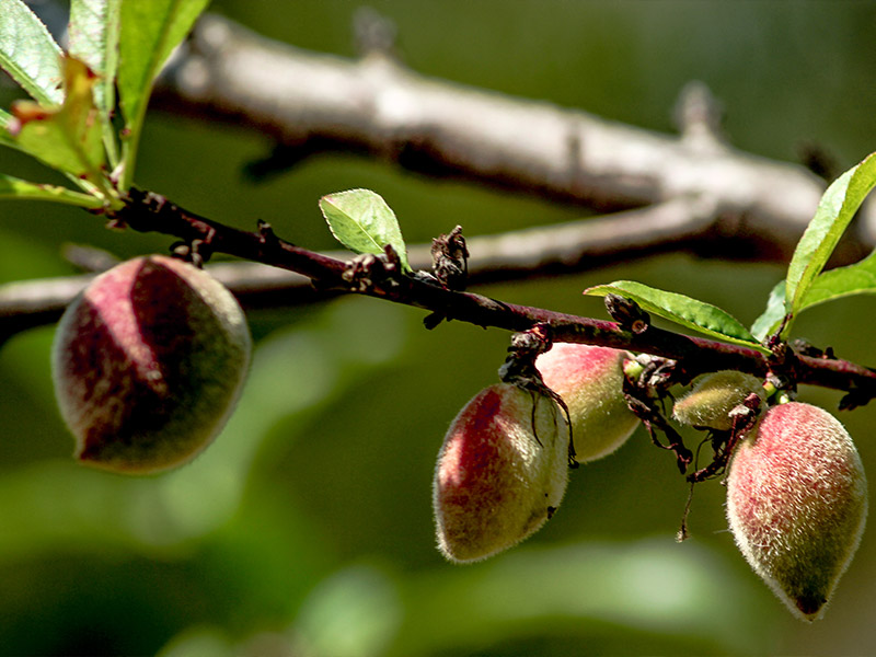 Organic fruit in nature friendly stay at Munnar