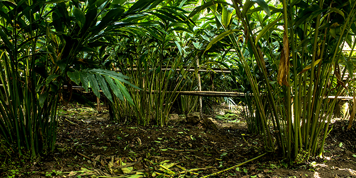 Kolukkumalai Tea Garden