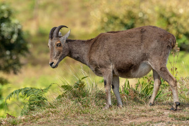 Nilgiri Thar