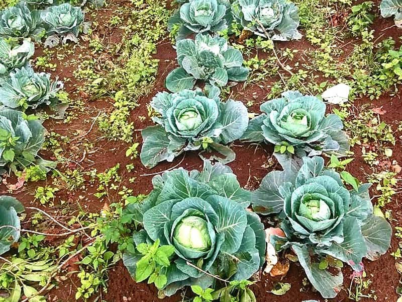 Organic farming at Munnar – Cauliflower 1
