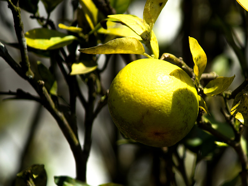 Organic garden fruit