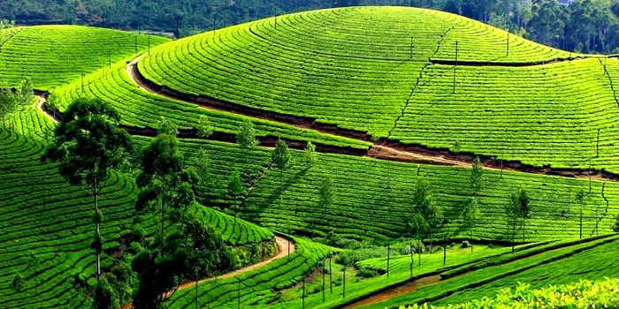 Tea Garden Visits