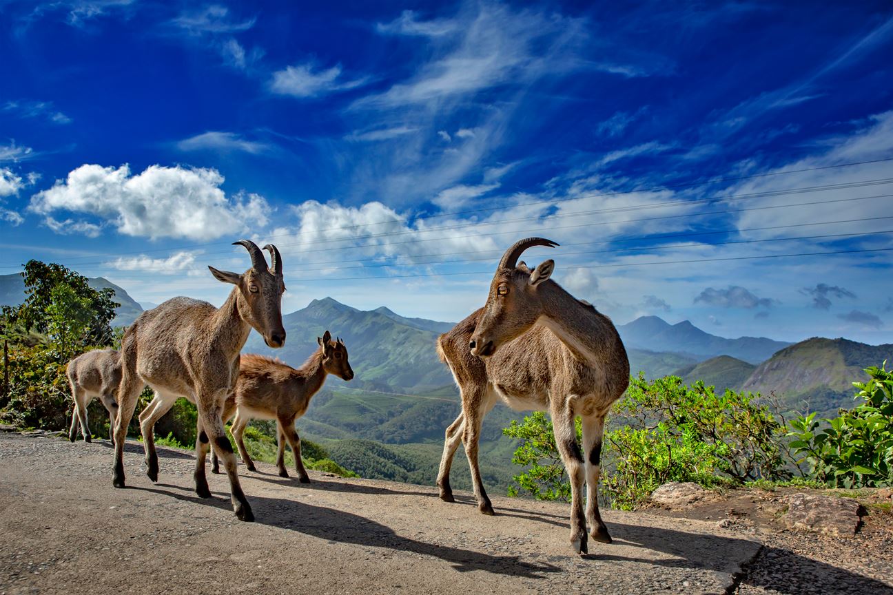 The Muthuvan Tribe and the Nilgiri Tahr: Natives of Munnar’s Highlands