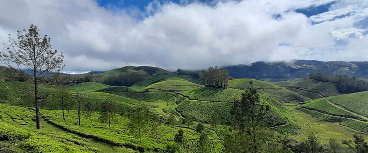Escape to Nature's Paradise: A Comprehensive Guide to Exploring Chinnakanal!
