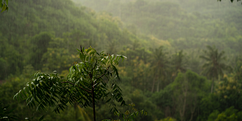 Relax and Unwind: Enjoy the Monsoon Bliss at The Sienavillage Resort in Munnar