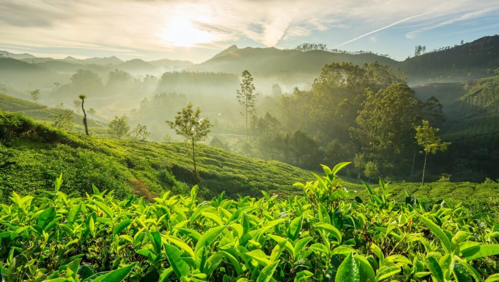Munnar’s Chilling Escape: A Cozy Retreat Amidst Kerala’s Rising Heat