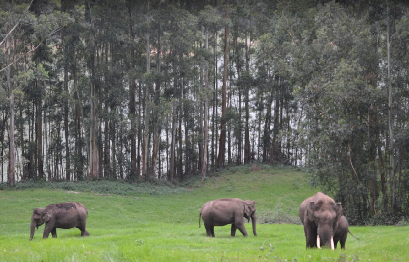 Wildlife 